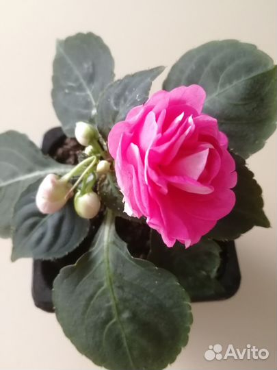 Фикус Али и Бальзамин