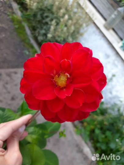 Георгины корни