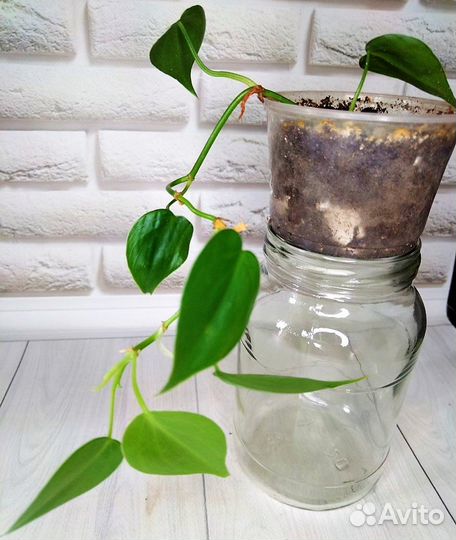 Филодендроны сортовые