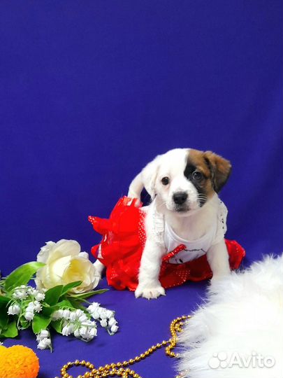 Джек Рассел терьер милая красотка