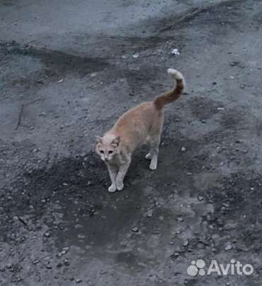 Кошка с котятами.выбросили на улицу