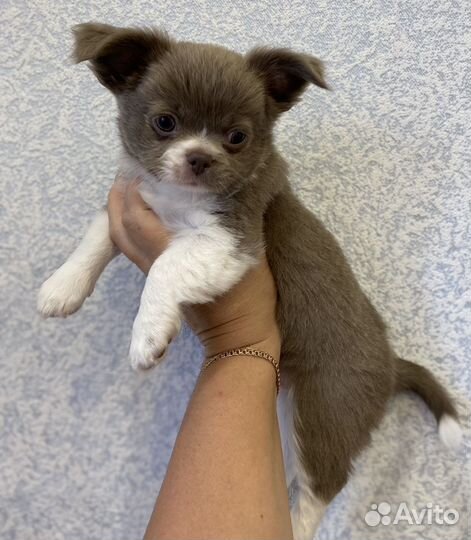 Девочка чихуахуа