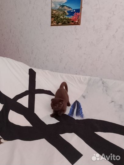 Передержка котов/кошек в домашних условиях