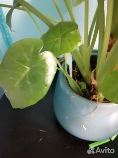 Растение алоказия