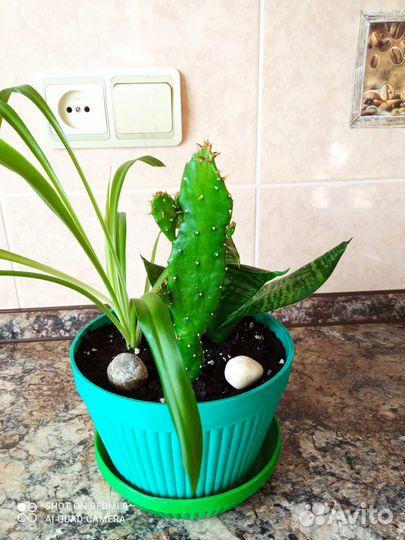 Комнатные растения - цветочная композиция