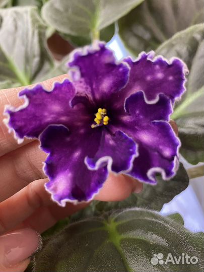 Фиалка детки, лист свежий срез