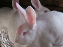 Продам кроликов породы Паннон