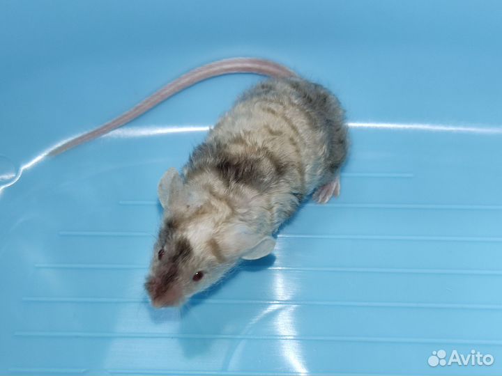 Декоративные мыши