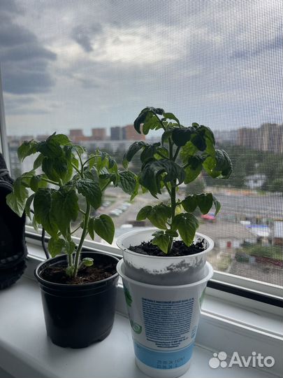 Рассада помидор Черри балконное чудо