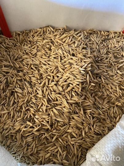 Овёс урожай 2022