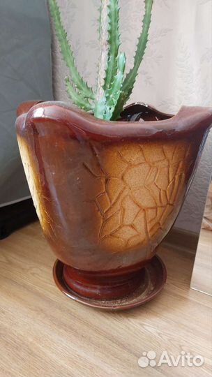 Большой кактус