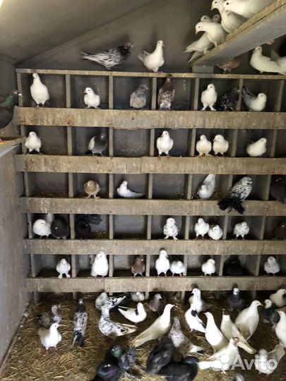 Голуби разных пород