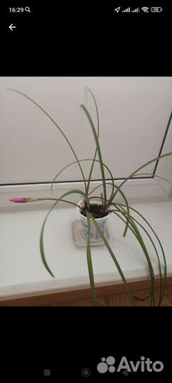 Зефирантес выскочка