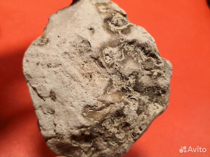 Набор волжских окаменелостей