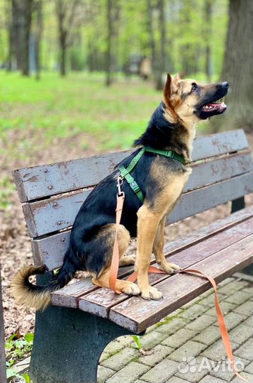 Щенок метис овчарки в добрые руки