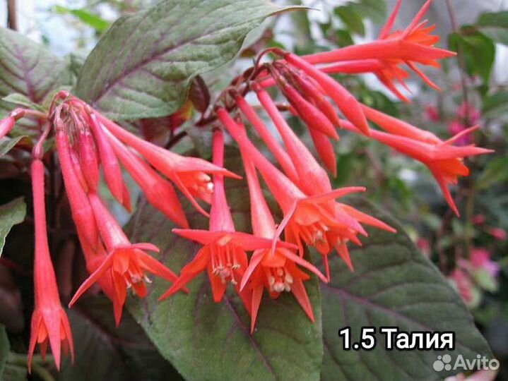 Фуксии сортовые