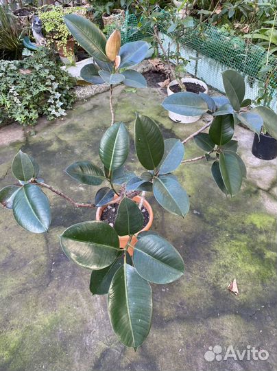 Фикус каучуконосный