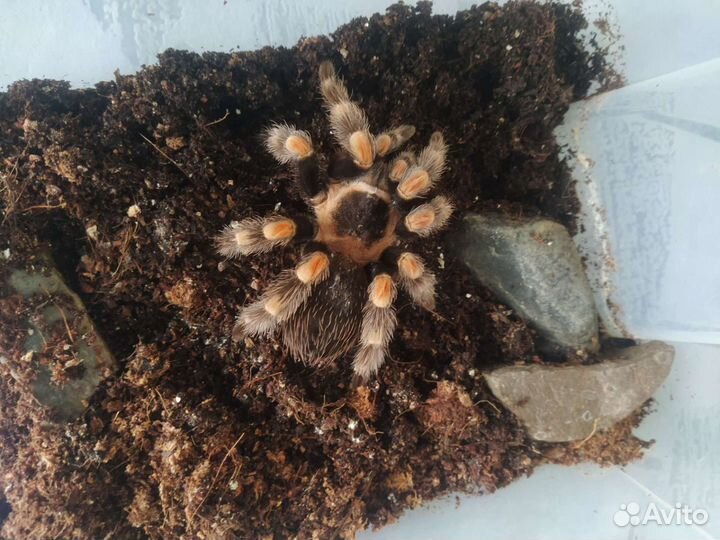 Уход за экзотическими животными, передержка