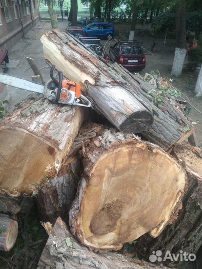 Спил деревьев