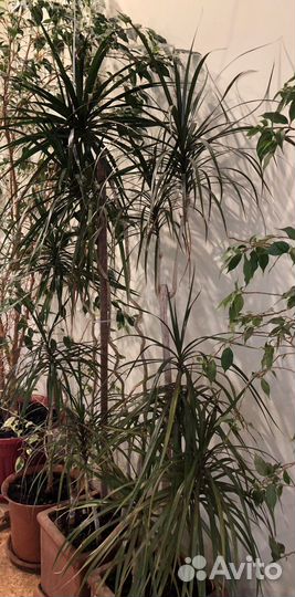 Комнатные растения крупномеры