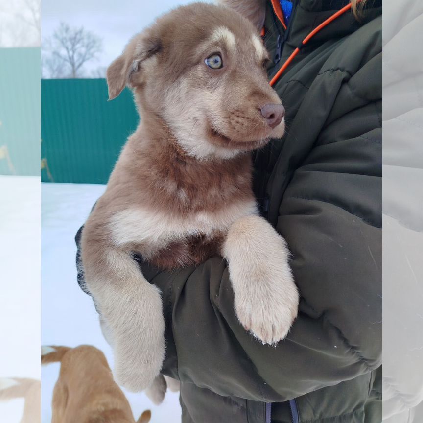 Щеночек к добрым хозяевам