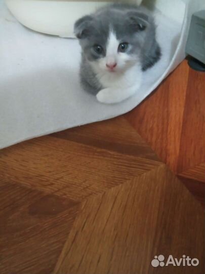 Шотландская вислоухая котенок отдам.добрые руки