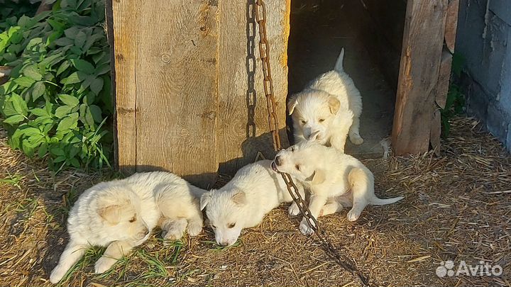 Щенки в добрые руки