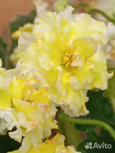 Фиалка ав Жёлтая Роза