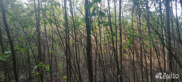 Саженцы березы