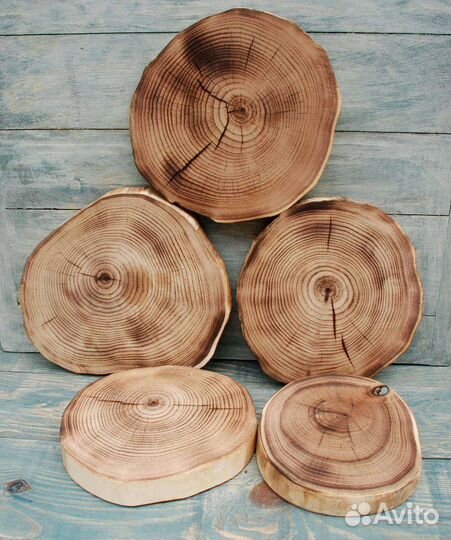 Спилы дерева