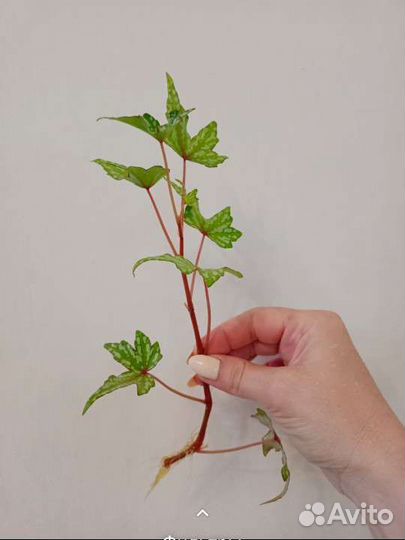 Бегония каудексная Дреге