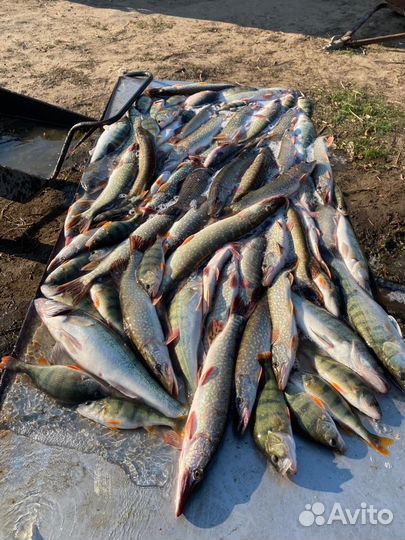 Рыбалка и охота в Астрахани