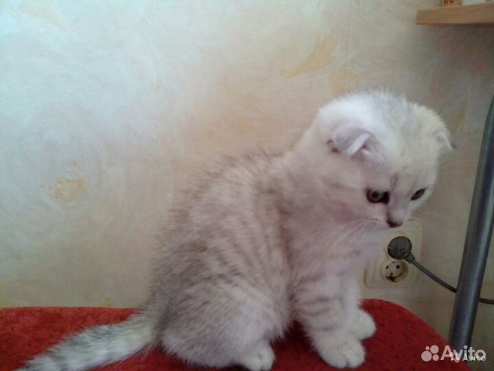 Котейки ,Коты на вязку