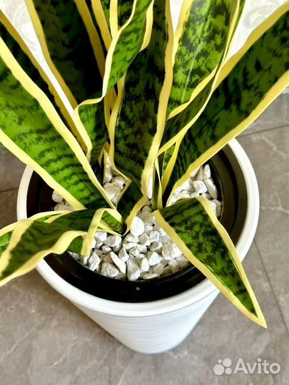 Искусственные растения, искусственная зелень