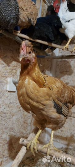 Домашние куриные яйца