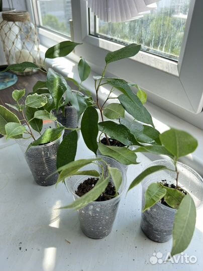 Фикус бенджамина