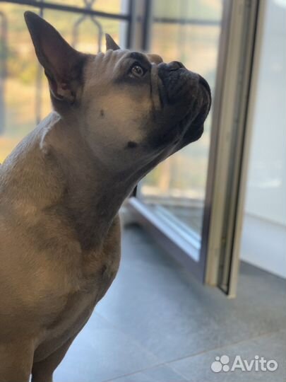 Вязка кобель французский бульдог