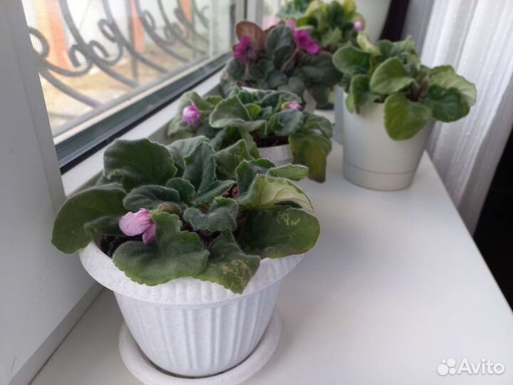 Фиалка цветок