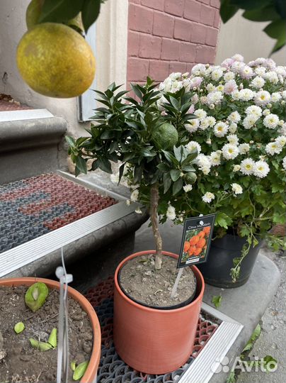 Мандариновое дерево с плодами