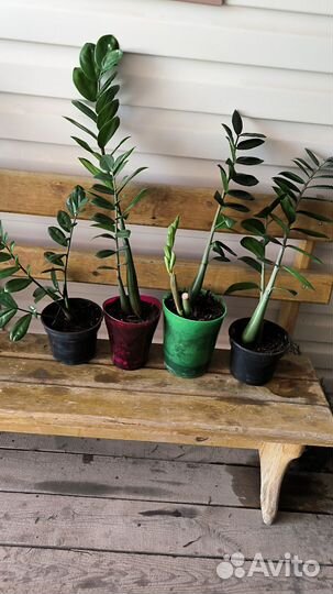 Замиокулькас