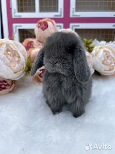 Кролик самка