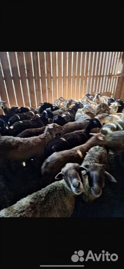 Овцы бараны