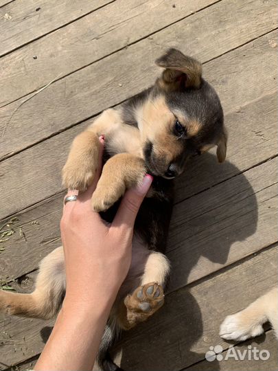 Щенки