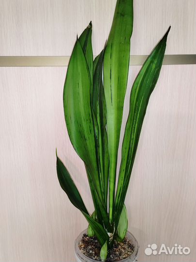 Муншайн мутант бразил, с детками