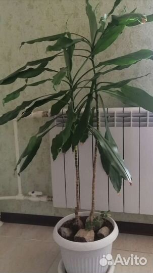 Комнатные растения цветы