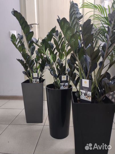 Замиокулькас