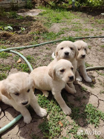 Щенки лабрадора палевые