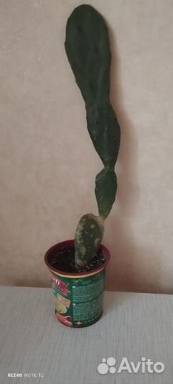 Кактус опунция