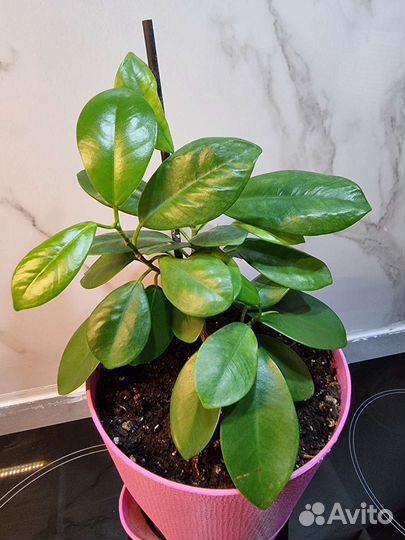 Фикус мокламе