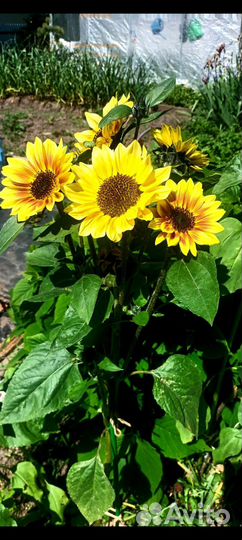 Рассада виола петуния гвоздика левкой эустома